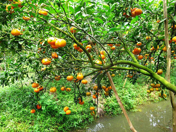 Lai Vung, le royaume des "mandarines roses" ảnh 1 Lai Vung, le royaume des "mandarines roses" ảnh 1