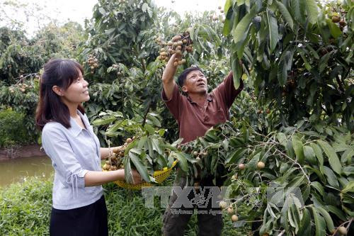 Coopération efficace entre le Comité de pilotage du Nam Bo Occidental et des étrangers ảnh 1 Coopération efficace entre le Comité de pilotage du Nam Bo Occidental et des étrangers ảnh 1