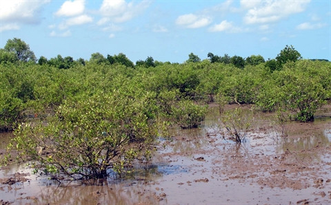 Les femmes et le changement climatique au Vietnam ảnh 2 Les femmes et le changement climatique au Vietnam ảnh 2