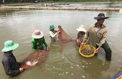 Expansion de la crevetticulture bio dans le delta du Mékong ảnh 1 Expansion de la crevetticulture bio dans le delta du Mékong ảnh 1