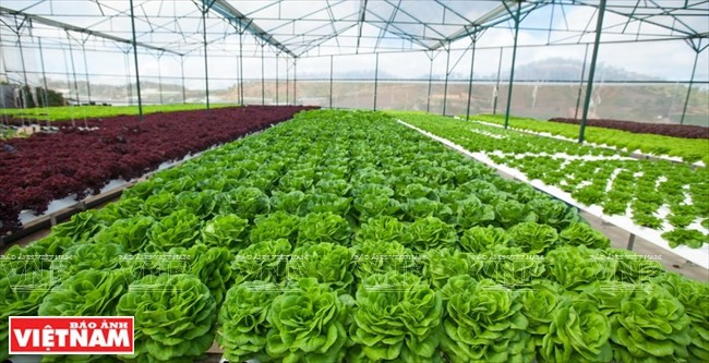 Lam Dong arrive en tête dans l’attrait des IDE dans l'agriculture de haute technologie ảnh 1 Lam Dong arrive en tête dans l’attrait des IDE dans l'agriculture de haute technologie ảnh 1