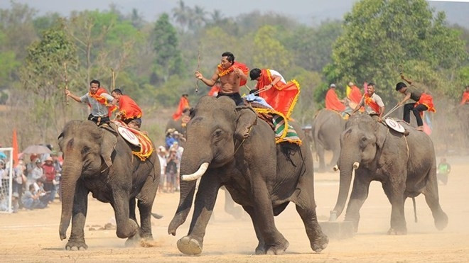 Bientôt la Fête des éléphants de Buôn Dôn 2016 ảnh 1 Bientôt la Fête des éléphants de Buôn Dôn 2016 ảnh 1