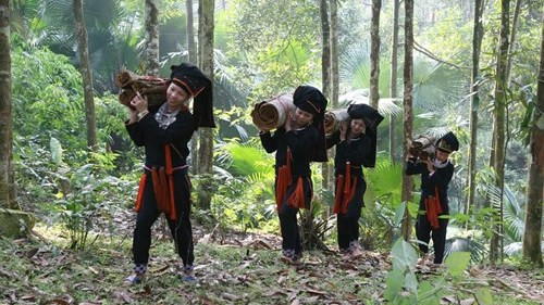 Nouvelle ruralité : le cannelier, «l’arbre de vie» des Dao de Yên Bai ảnh 2 Nouvelle ruralité : le cannelier, «l’arbre de vie» des Dao de Yên Bai ảnh 2