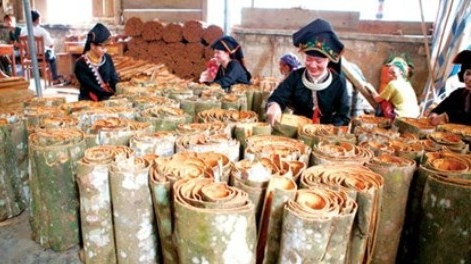 Nouvelle ruralité : le cannelier, «l’arbre de vie» des Dao de Yên Bai ảnh 1 Nouvelle ruralité : le cannelier, «l’arbre de vie» des Dao de Yên Bai ảnh 1