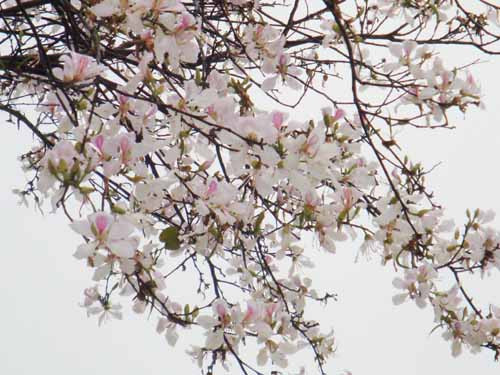 Rendez-vous pour la fête de la bauhinie 2016 à Dien Bien ảnh 1 Rendez-vous pour la fête de la bauhinie 2016 à Dien Bien ảnh 1