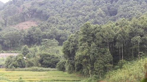 Nouvelle ruralité : le cannelier, «l’arbre de vie» des Dao de Yên Bai ảnh 3 Nouvelle ruralité : le cannelier, «l’arbre de vie» des Dao de Yên Bai ảnh 3
