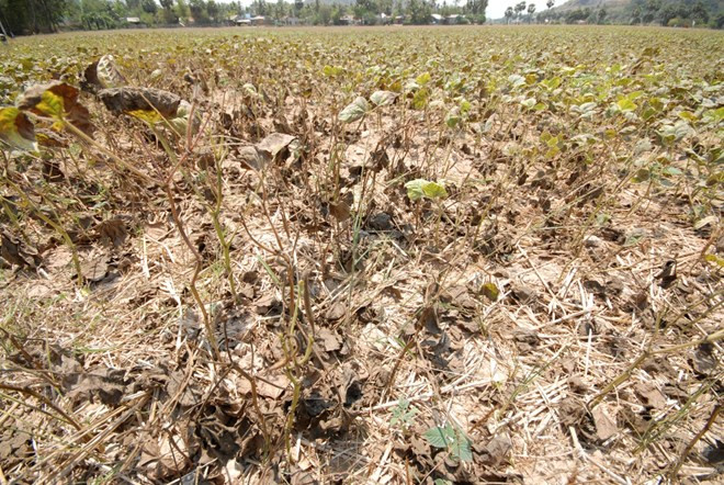 Le gouvernement renforce les mesures de lutte contre la sécheresse et la salinisation ảnh 1 Le gouvernement renforce les mesures de lutte contre la sécheresse et la salinisation ảnh 1