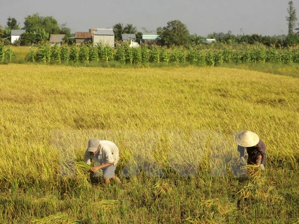 Plus d’un million de tonnes de riz exportées en deux mois ảnh 1 Plus d’un million de tonnes de riz exportées en deux mois ảnh 1