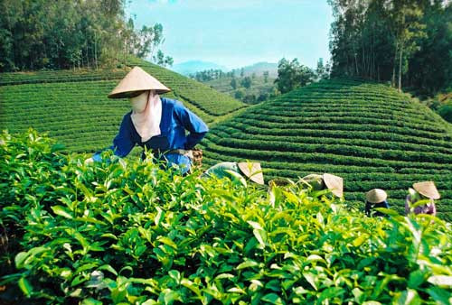 Le Vietnam, 5e exportateur de thé du monde ảnh 1