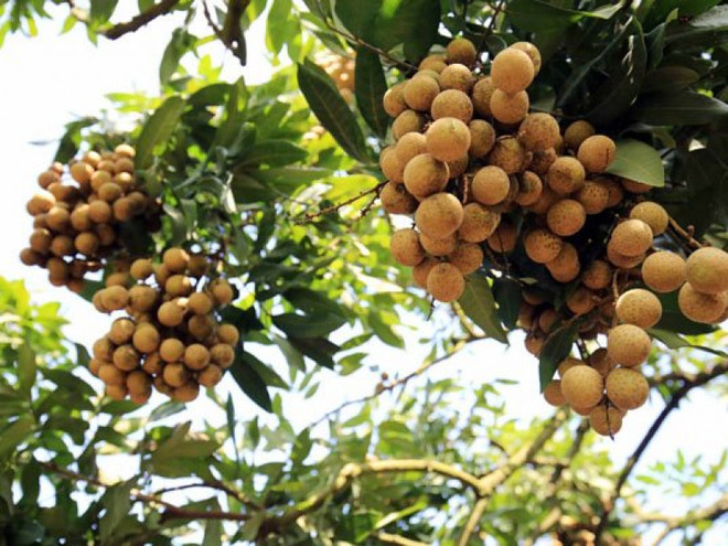 Le Vietnam cherche des marchés d’exportation potentiels pour ses longanes ảnh 1