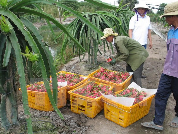 Promotion du commerce des produits agricoles, sylvicoles et aquatiques Vietnam-Australie ảnh 1