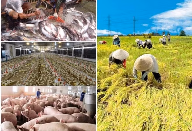 Les localités reprennent leurs activités économiques ảnh 1