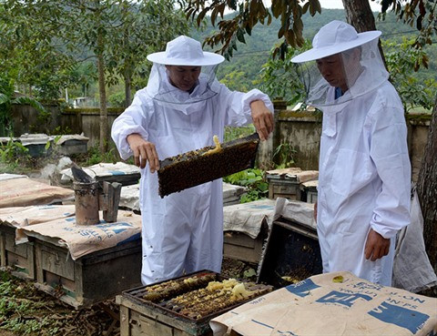 Des paysans innovants à Diên Biên ảnh 1