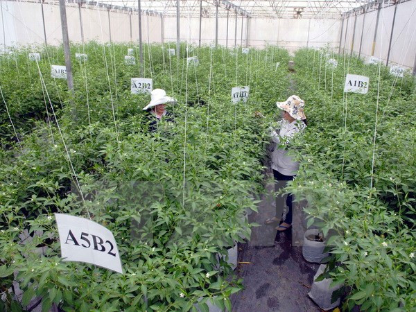 La restructuration agricole connaît des changements positifs ảnh 1 La restructuration agricole connaît des changements positifs ảnh 1