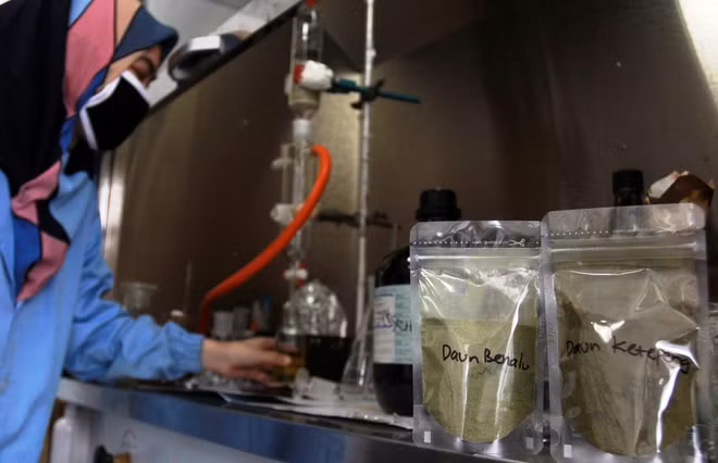 L’Indonésie teste activement un médicament antipaludique dans le traitement COVID-19 ảnh 1