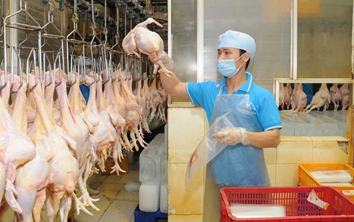 Le poulet vietnamien exporté au Japon ảnh 1