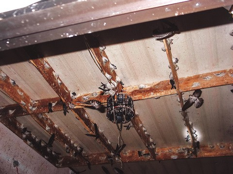 Au Sud, l’élevage des salanganes donne des ailes à Minh Tân ảnh 2 Au Sud, l’élevage des salanganes donne des ailes à Minh Tân ảnh 2