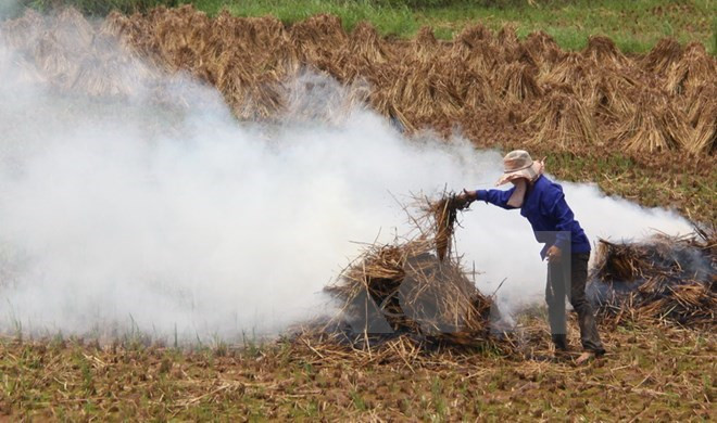 Une ferme étatique va exporter les pailles au Japon ảnh 1 Une ferme étatique va exporter les pailles au Japon ảnh 1