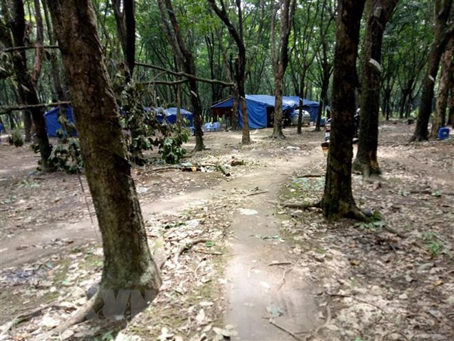 Des produits en bois d'hévéa du Vietnam présents dans plus de 100 pays et territoires ảnh 1 Des produits en bois d'hévéa du Vietnam présents dans plus de 100 pays et territoires ảnh 1