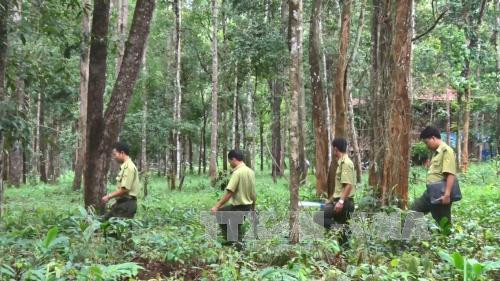 Tay Nguyen : reboisement plus de 12.500 ha de forêt pendant la saison des pluies ảnh 1 Tay Nguyen : reboisement plus de 12.500 ha de forêt pendant la saison des pluies ảnh 1