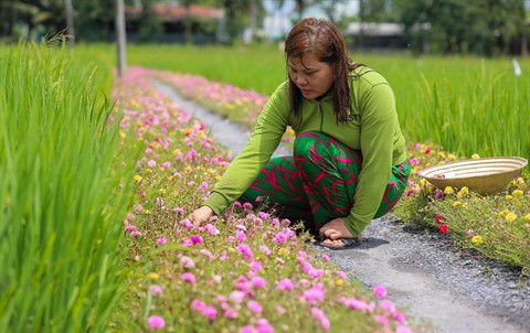 Hô Chi Minh-Ville : des rues fleuries contre les déchets ảnh 1 Hô Chi Minh-Ville : des rues fleuries contre les déchets ảnh 1