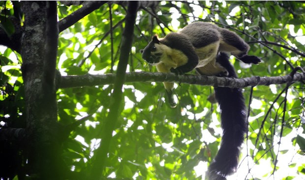 Journée mondiale de l'environnement 2020: efforts pour diffuser des «actions vertes» ảnh 2