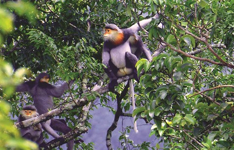 Gia Lai : Des "nounous" au Parc national de Kon Ka Kinh ảnh 1 Gia Lai : Des "nounous" au Parc national de Kon Ka Kinh ảnh 1