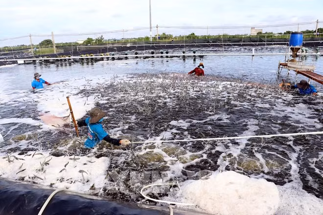 La production aquacole atteint 4,75 millions de tonnes en 2021 ảnh 1