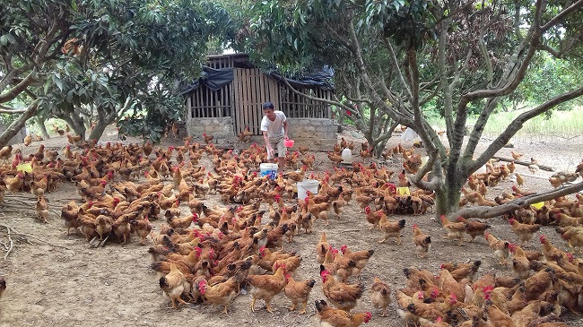 Bac Giang veut augmenter la valeur des produits d'élevage ảnh 1 Bac Giang veut augmenter la valeur des produits d'élevage ảnh 1