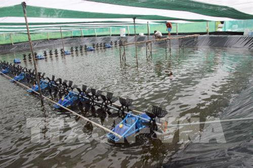 Ca Mau : pour une aquaculture respectueuse de l'environnement ảnh 1 Ca Mau : pour une aquaculture respectueuse de l'environnement ảnh 1