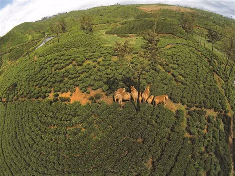 Conflits homme-animal : trouver un terrain d'entente ảnh 1