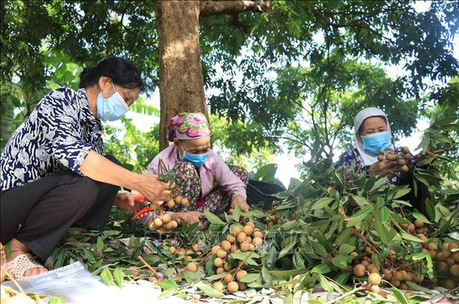 La première coopérative de Hung Yen exporte des longanes vers le marché de l'UE ảnh 1 La première coopérative de Hung Yen exporte des longanes vers le marché de l'UE ảnh 1