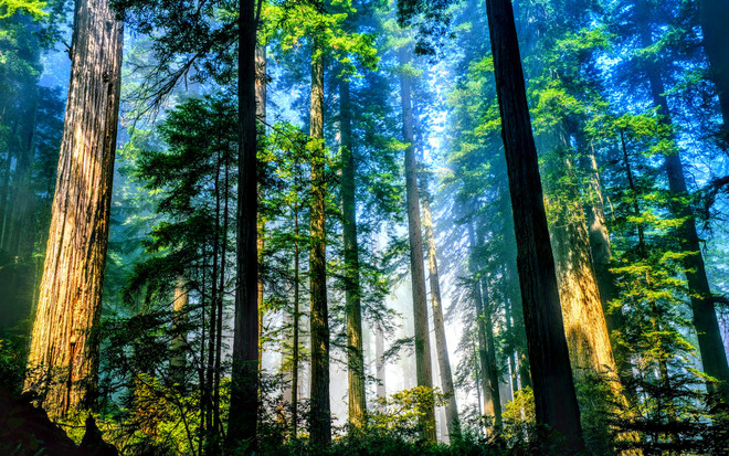 D'ici 2025, le Vietnam s'efforcera de planter au moins un milliard d'arbres ảnh 1 D'ici 2025, le Vietnam s'efforcera de planter au moins un milliard d'arbres ảnh 1