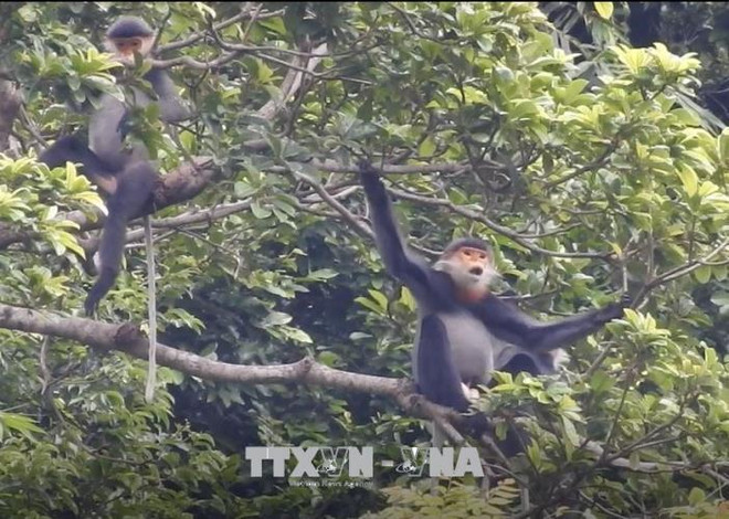 Harmonie entre les moyens d'existence humains et les habitats d'animaux rares ảnh 1 Harmonie entre les moyens d'existence humains et les habitats d'animaux rares ảnh 1