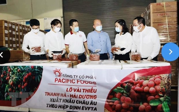 Le litchi "thiêu" du Vietnam à la conquête du marché européen ảnh 1 Le litchi "thiêu" du Vietnam à la conquête du marché européen ảnh 1