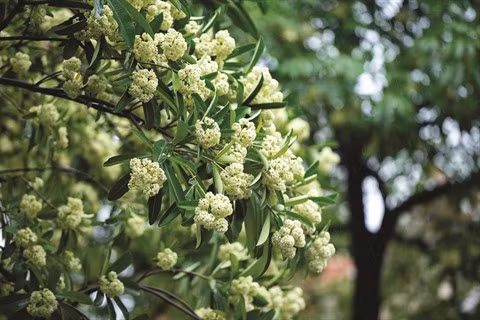 Hanoï, la muse du compositeur Hông Dang ảnh 2