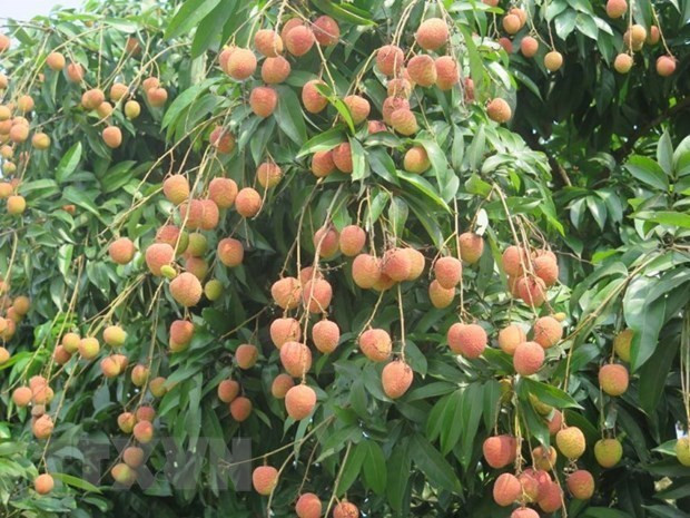 Le litchi "thiêu" de Bac Giang est une marque protégée dans huit pays ảnh 1 Le litchi "thiêu" de Bac Giang est une marque protégée dans huit pays ảnh 1