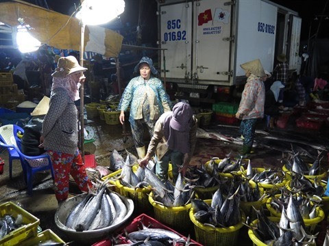 Hausse des exportations nationales de thon vers l’UE ảnh 1 Hausse des exportations nationales de thon vers l’UE ảnh 1