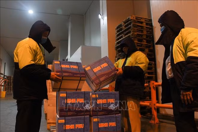 Le premier lot de crevettes exporté en 2021 ảnh 1