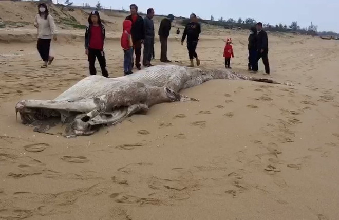 Enterrement d'une baleine d’environ une tonne échouée sur la côte de Quang Binh ảnh 1