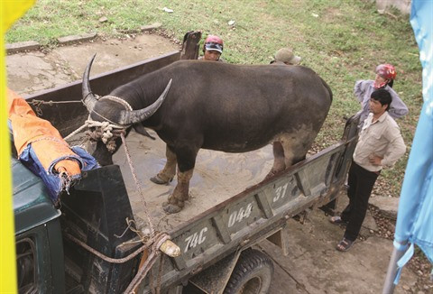 La traque aux buffles ensauvagés à Quang Tri ảnh 2 La traque aux buffles ensauvagés à Quang Tri ảnh 2