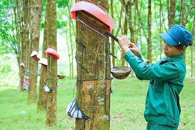 100.000 hectares d'hévéa du Vietnam répondant aux normes PEFC ảnh 1 100.000 hectares d'hévéa du Vietnam répondant aux normes PEFC ảnh 1