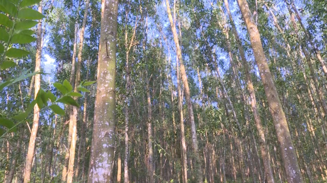 Priorité au développement des forêts d'arbres de très grandes tailles ảnh 1 Priorité au développement des forêts d'arbres de très grandes tailles ảnh 1