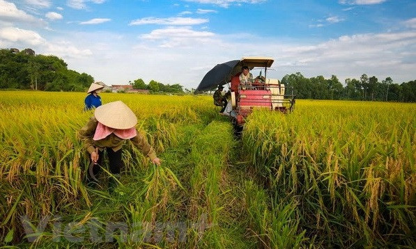 La Banque mondiale prête à soutenir de nouveaux projets agricoles au Vietnam ảnh 2