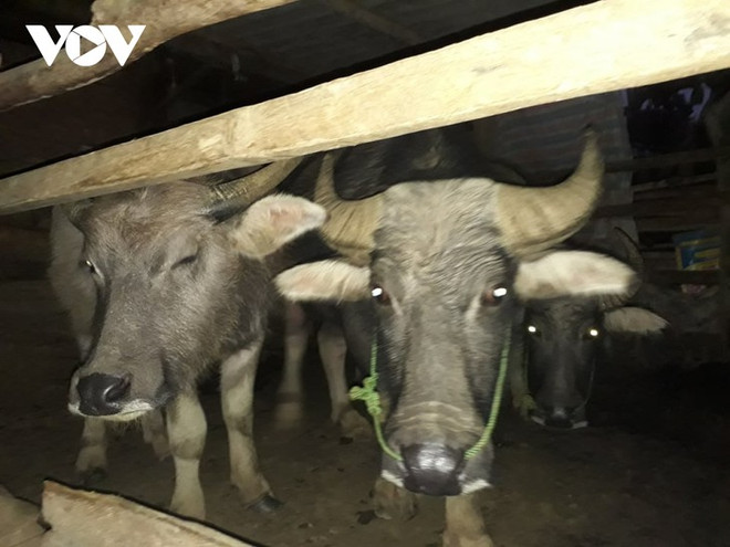 Quand les Thai remercient leurs buffles ảnh 1 Quand les Thai remercient leurs buffles ảnh 1