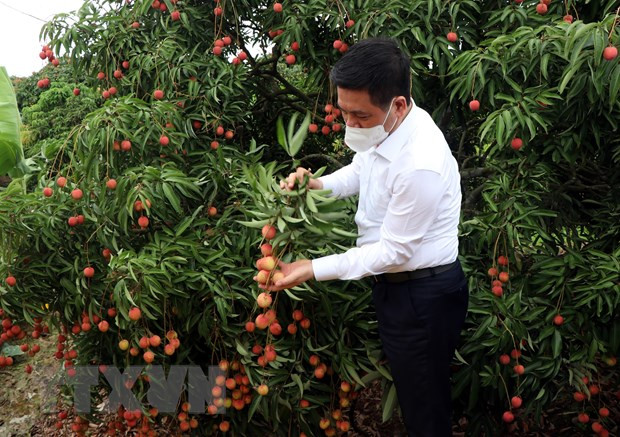 Hai Duong exporte ses premières tonnes de litchi de l'année 2021 ảnh 2 Hai Duong exporte ses premières tonnes de litchi de l'année 2021 ảnh 2