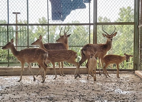Gia Lai : Des "nounous" au Parc national de Kon Ka Kinh ảnh 2 Gia Lai : Des "nounous" au Parc national de Kon Ka Kinh ảnh 2