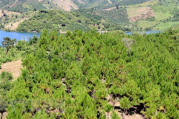 Le mécanisme de paiement du service forestier national génère 120 millions de dollars par an ảnh 1 Le mécanisme de paiement du service forestier national génère 120 millions de dollars par an ảnh 1