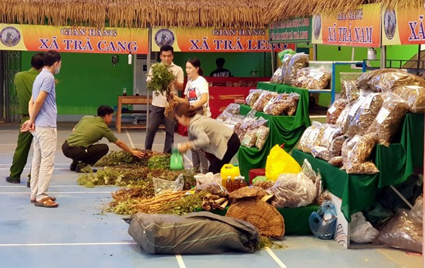 Quang Nam : La 39e foire du ginseng de Ngoc Linh attire près de 1.000 visiteurs ảnh 2 Quang Nam : La 39e foire du ginseng de Ngoc Linh attire près de 1.000 visiteurs ảnh 2