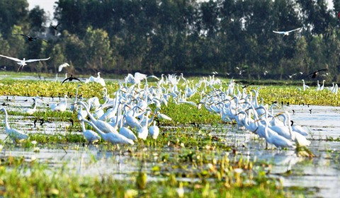 Long An développe sa marque touristique ảnh 1 Long An développe sa marque touristique ảnh 1